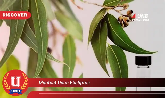 manfaat daun ekaliptus