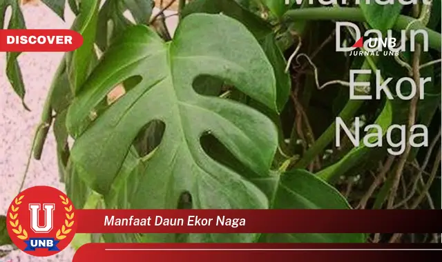 manfaat daun ekor naga