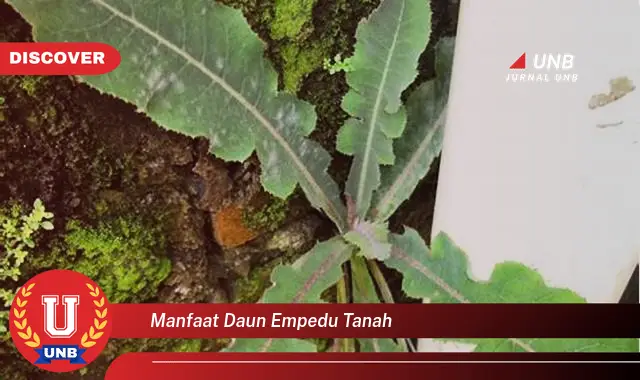 Intip 6 Manfaat Daun Empedu Tanah yang Bikin Kamu Penasaran