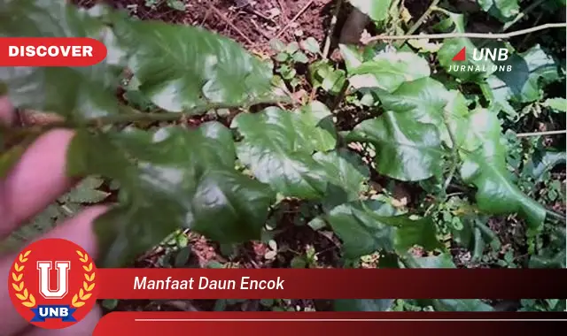 manfaat daun encok