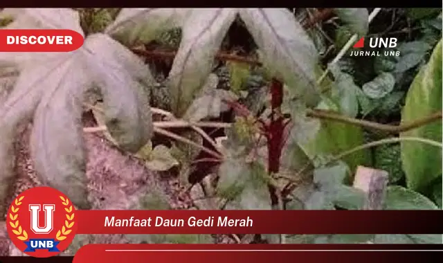 Ketahui 8 Manfaat Daun Gedi Merah untuk Kesehatan dan Kecantikan