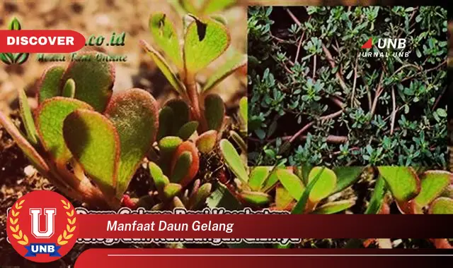 manfaat daun gelang