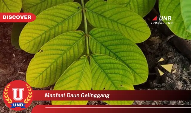 Ketahui 9 Manfaat Daun Gelinggang untuk Kesehatan dan Kecantikan