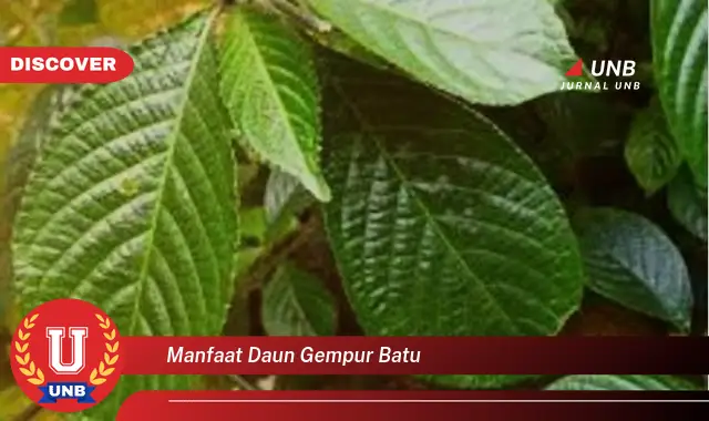 Ketahui 10 Manfaat Daun Gembur Batu untuk Kesehatan Anda