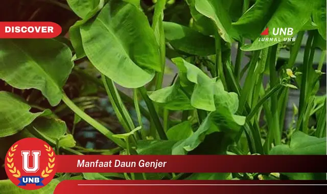 manfaat daun genjer