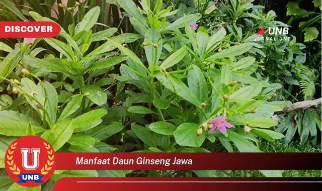 manfaat daun ginseng jawa