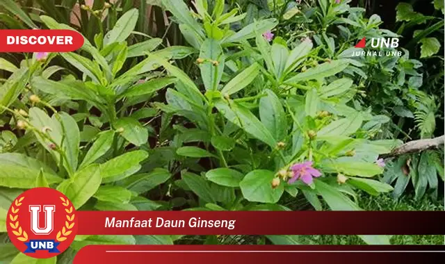 Ketahui 9 Manfaat Daun Ginseng untuk Kesehatan Tubuh Anda