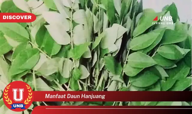 manfaat daun hanjuang