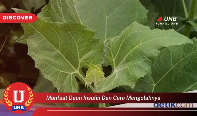 manfaat daun insulin dan cara mengolahnya