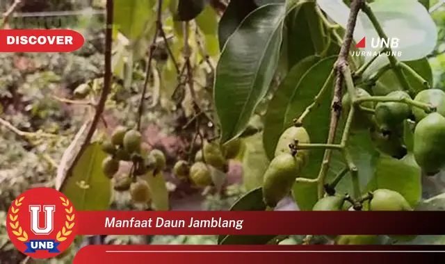 Ketahui 9 Manfaat Daun Jamblang untuk Kesehatan, Kecantikan, dan Cara Mengolahnya