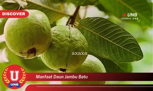 Ketahui 8 Manfaat Daun Jambu Batu untuk Kesehatan Anda, Dari Mengatasi Diare Hingga Menurunkan Gula Darah