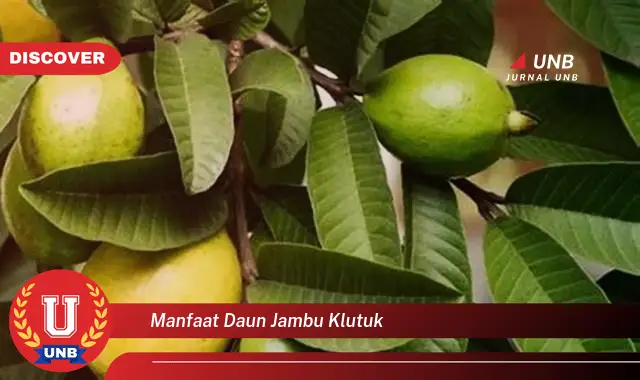 Ketahui 10 Manfaat Daun Jambu Klutuk untuk Kesehatan Tubuh Anda