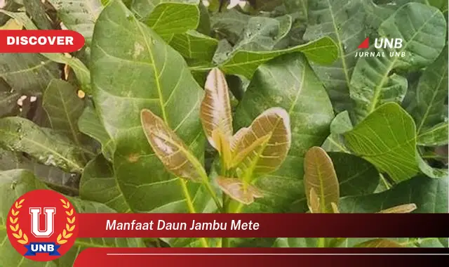 Ketahui 8 Manfaat Daun Jambu Mete untuk Kesehatan dan Kecantikan