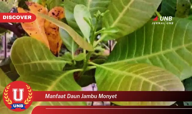 Ketahui 10 Manfaat Daun Jambu Monyet untuk Kesehatan Tubuh Anda