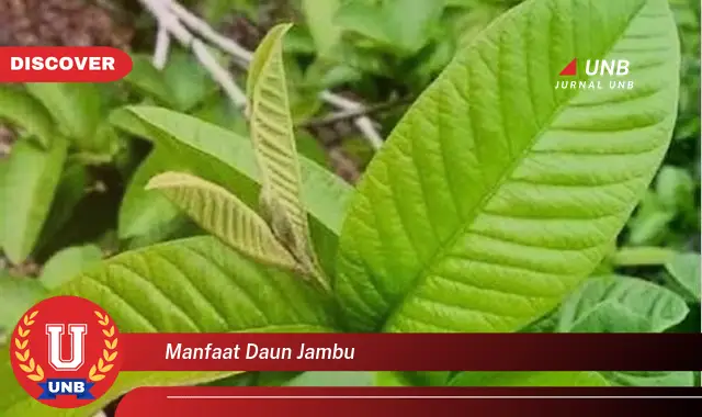 Ketahui 8 Manfaat Daun Jambu Biji untuk Kesehatan Anda, Dari Diare Hingga Kolesterol