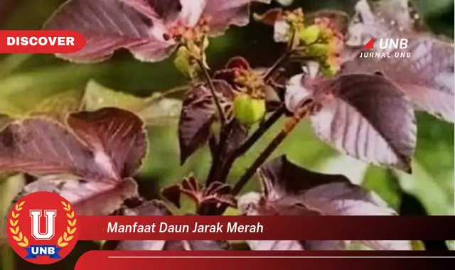 Ketahui 8 Manfaat Daun Jarak Merah untuk Kesehatan Anda