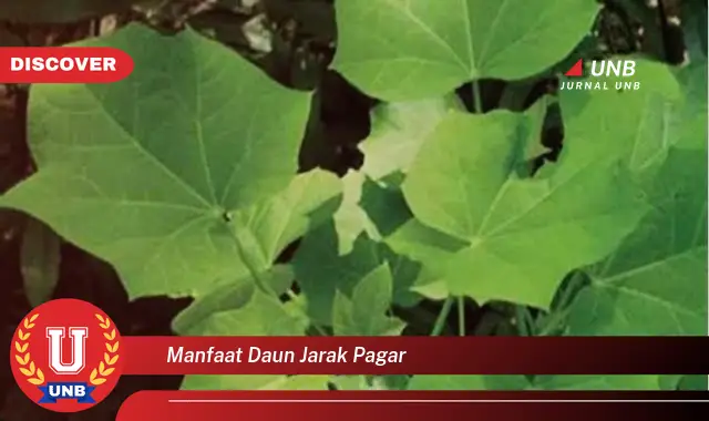 manfaat daun jarak pagar