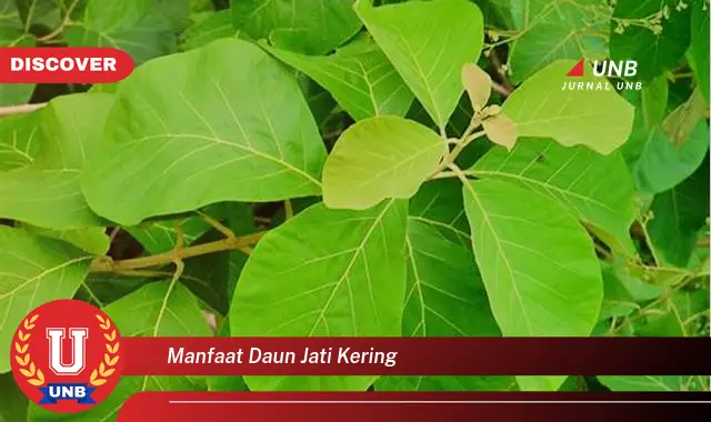 manfaat daun jati kering