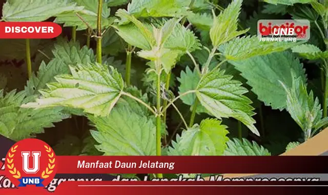 manfaat daun jelatang