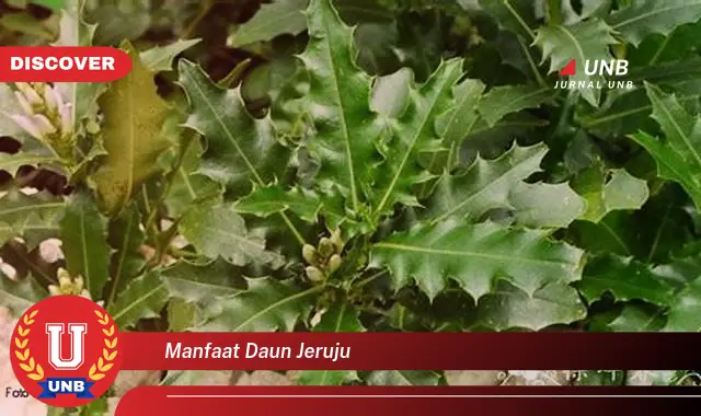 manfaat daun jeruju