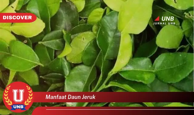 Ketahui 10 Manfaat Daun Jeruk untuk Kesehatan, Kecantikan, dan Masakan