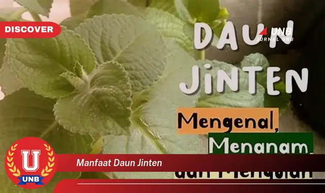 manfaat daun jinten