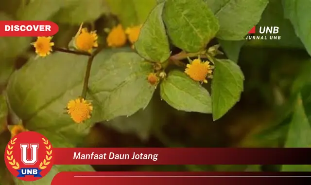 Ketahui 9 Manfaat Daun Jotang untuk Kesehatan dan Kecantikan