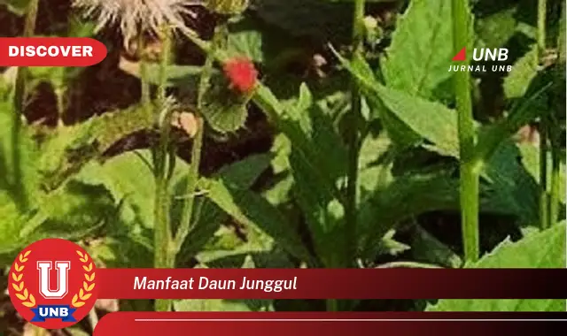 manfaat daun junggul