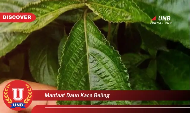 manfaat daun kaca beling