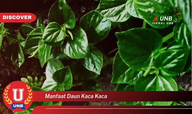 Ketahui 9 Manfaat Daun Kaca Kaca untuk Kesehatan Anda