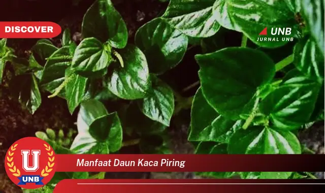 manfaat daun kaca piring