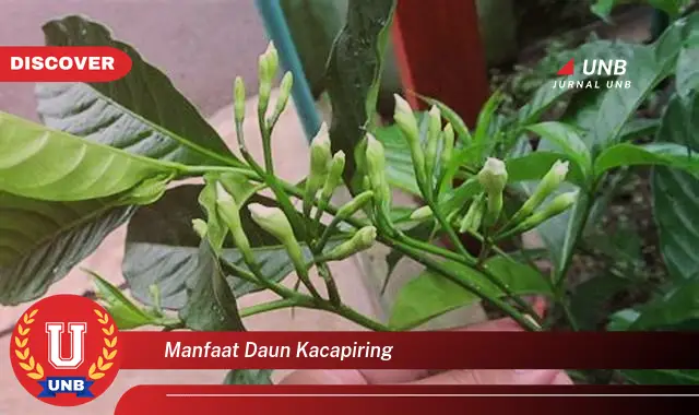 manfaat daun kacapiring