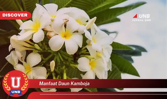 manfaat daun kamboja