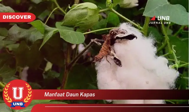 manfaat daun kapas