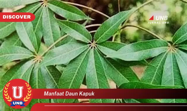 Ketahui 9 Manfaat Daun Kapuk untuk Kesehatan dan Kecantikan