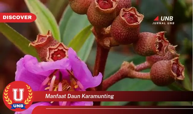 manfaat daun karamunting