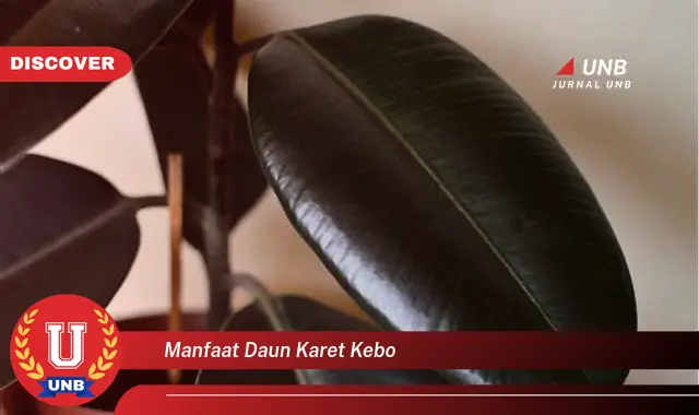 Ketahui 9 Manfaat Daun Karet Kebo untuk Kesehatan Anda