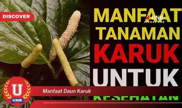 manfaat daun karuk