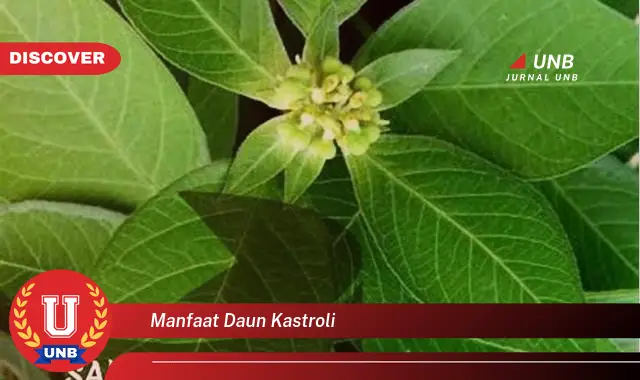 Ketahui 9 Manfaat Daun Kastroli untuk Kesehatan Anda