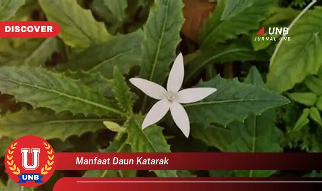 Ketahui 9 Manfaat Daun Katarak untuk Kesehatan Mata Anda