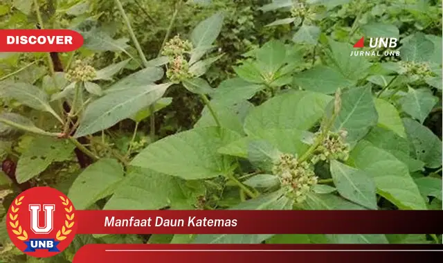 Ketahui 10 Manfaat Daun Katemas untuk Kesehatan Tubuh Anda