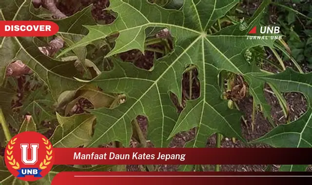 Ketahui 9 Manfaat Daun Kates Jepang untuk Kesehatan Anda