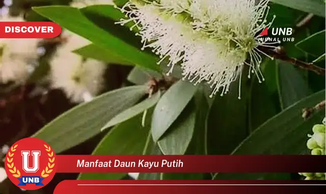 Ketahui 10 Manfaat Daun Kayu Putih untuk Kesehatan Pernapasan, Nyeri Otot, dan Lainnya