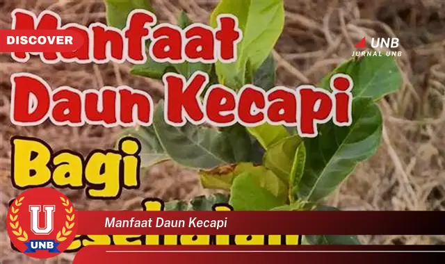 manfaat daun kecapi