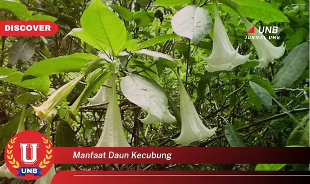 Ketahui 9 Manfaat Daun Kecubung untuk Kesehatan dan Kecantikan