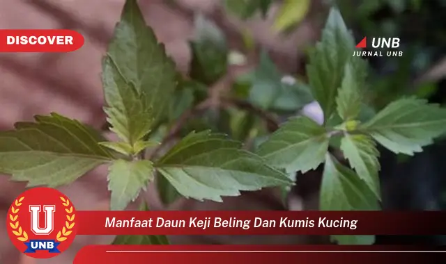 Ketahui 8 Manfaat Daun Keji Beling dan Kumis Kucing untuk Kesehatan Anda