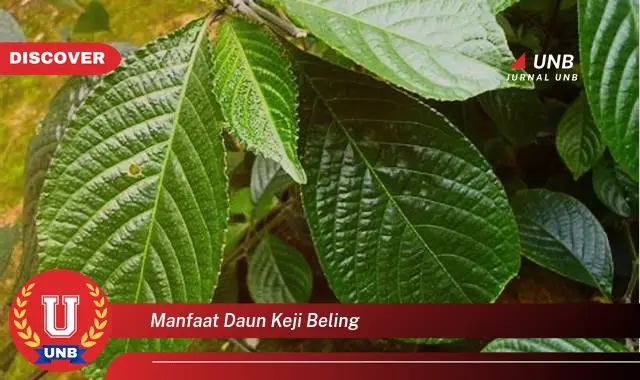 manfaat daun keji beling