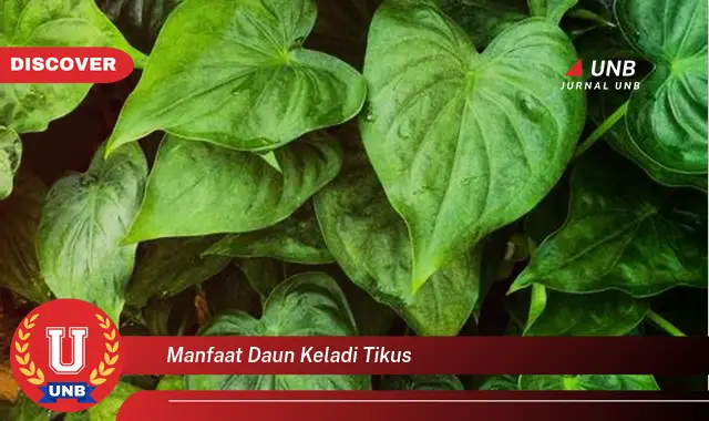 manfaat daun keladi tikus