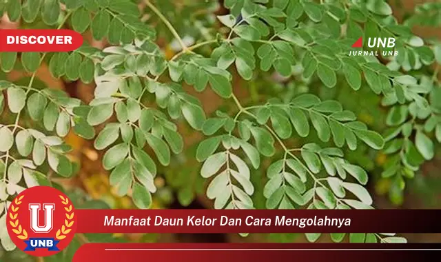 Ketahui 8 Manfaat Daun Kelor untuk Kesehatan dan Cara Mengolahnya Menjadi Hidangan Lezat