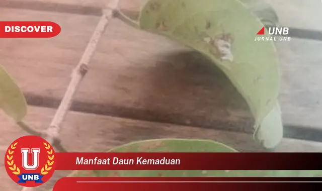 Ketahui 9 Manfaat Daun Kemaduan untuk Kesehatan dan Kecantikan